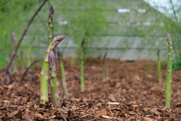 芦笋怎么种植，每隔20天追施一次有机肥液