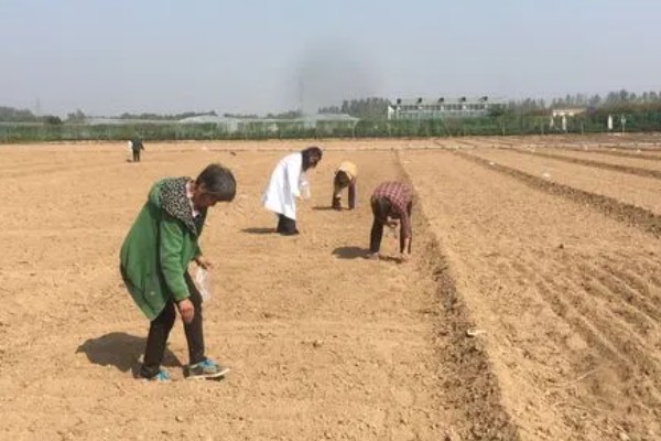 芦笋怎么种植，每隔20天追施一次有机肥液