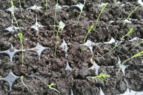 芦笋怎么种植，每隔20天追施一次有机肥液