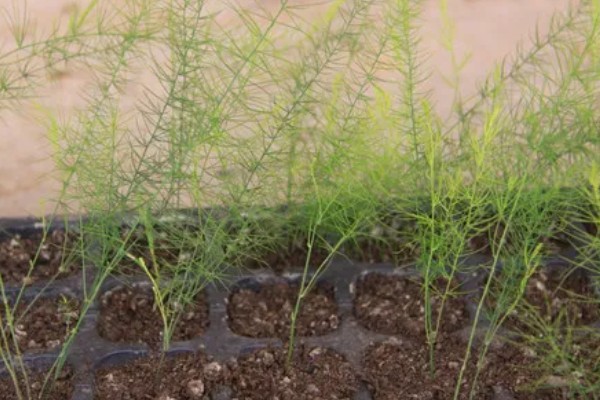 芦笋怎么种植，每隔20天追施一次有机肥液