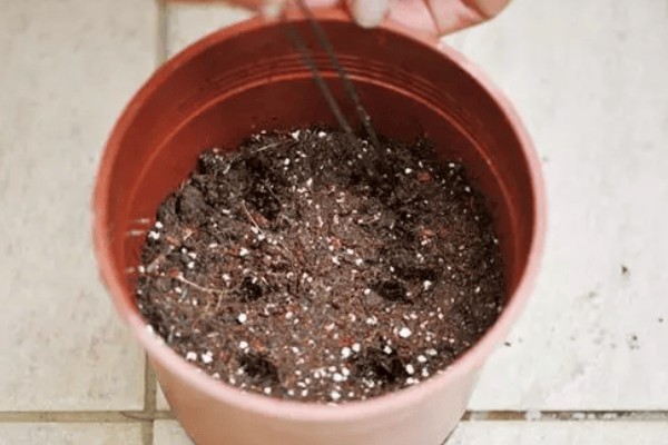 铁线莲如何繁殖，可播种、压条和扦插繁殖