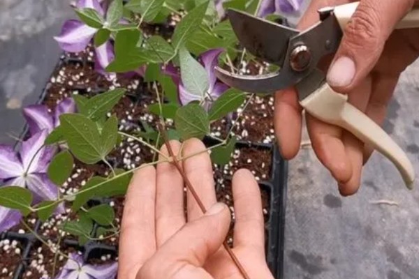 铁线莲如何繁殖，可播种、压条和扦插繁殖