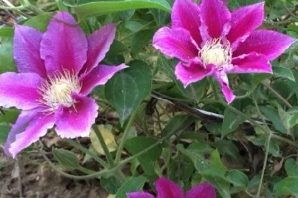 铁线莲如何繁殖，可播种、压条和扦插繁殖