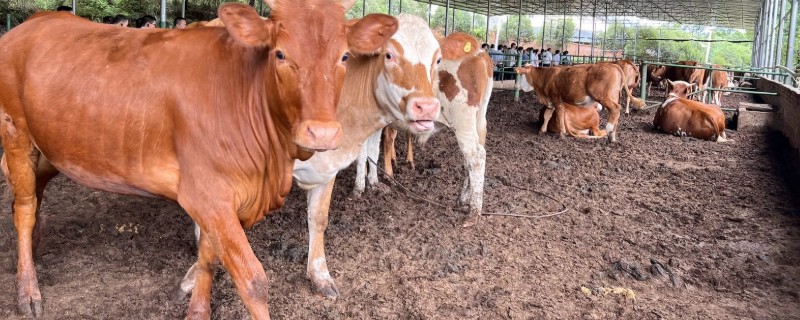 养200头牛要几亩地，需要占1-1.5亩地