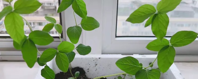 黄豆小盆栽怎么种，先要进行催芽处理