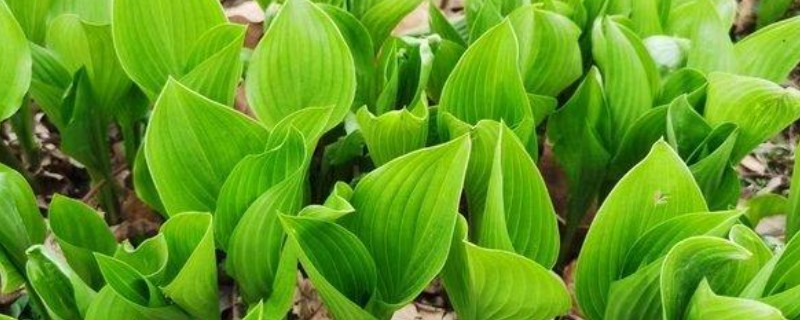 植物怎么繁殖后代，以种子繁殖、无性繁殖为主