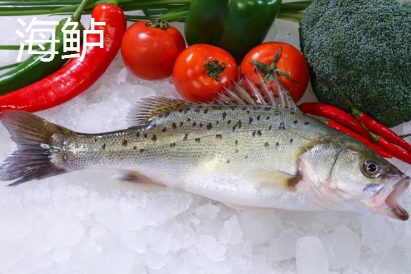 鲈鱼是海鱼还是河鱼，有淡水鱼也有海鱼