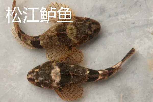 鲈鱼是海鱼还是河鱼，有淡水鱼也有海鱼