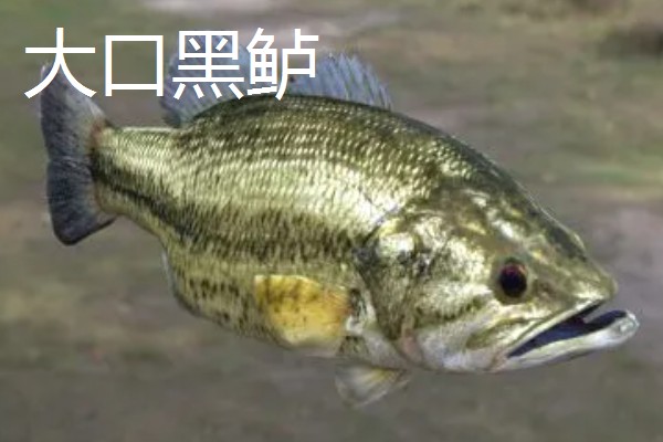 鲈鱼是海鱼还是河鱼，有淡水鱼也有海鱼