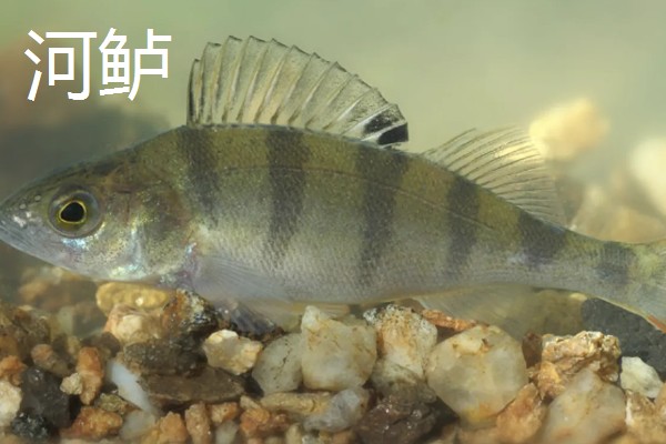 鲈鱼是海鱼还是河鱼，有淡水鱼也有海鱼