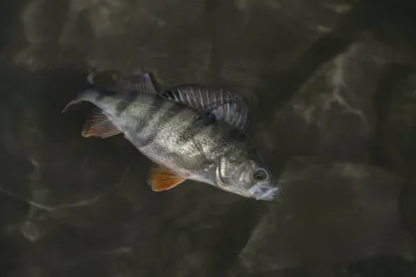 鲈鱼是海鱼还是河鱼，有淡水鱼也有海鱼