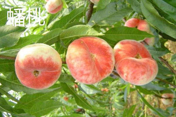 蟠桃与水蜜桃的区别,果型和颜色等均不同