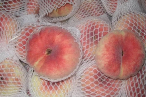 蟠桃与水蜜桃的区别,果型和颜色等均不同