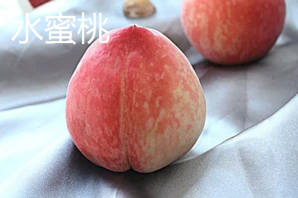 蟠桃与水蜜桃的区别,果型和颜色等均不同