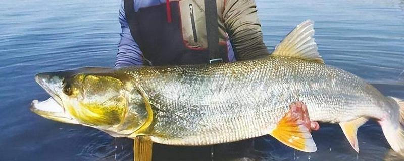 鳡鱼用泥鳅可以钓吗,可以用泥鳅钓鳡鱼