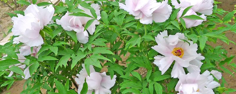 牡丹立枯病症状，主要危害幼苗的茎基部