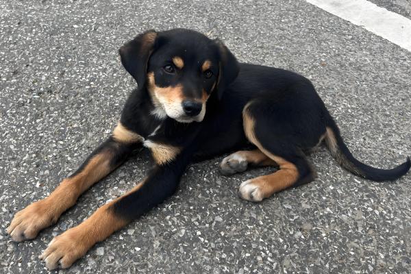 狗狗怀孕多久才可以洗澡，妊娠3周左右即可洗澡