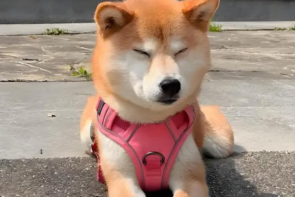 狗狗怀孕多久才可以洗澡，妊娠3周左右即可洗澡