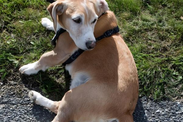 狗狗怀孕多久才可以洗澡，妊娠3周左右即可洗澡