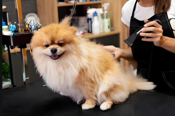 狗狗怀孕多久才可以洗澡，妊娠3周左右即可洗澡