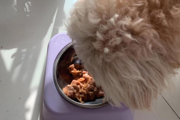 狗狗怀孕多久才可以洗澡，妊娠3周左右即可洗澡