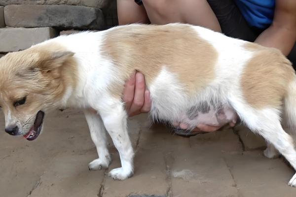 狗狗怀孕多久才可以洗澡，妊娠3周左右即可洗澡