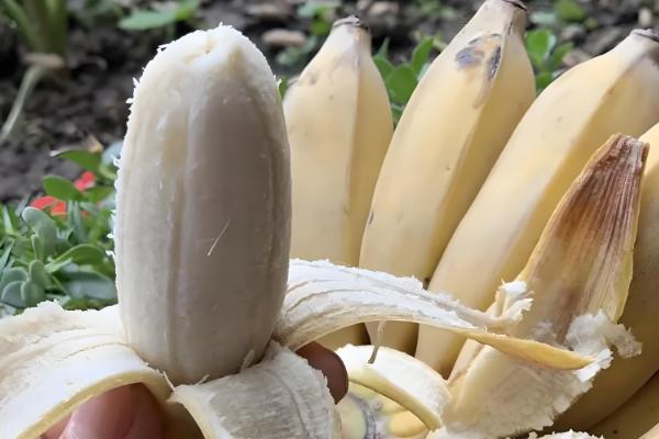 芭蕉和香蕉有什么区别，外形、颜色、味道都不同