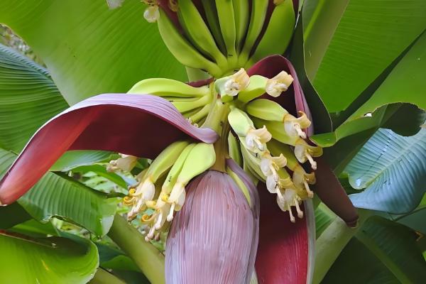 芭蕉和香蕉有什么区别，外形、颜色、味道都不同