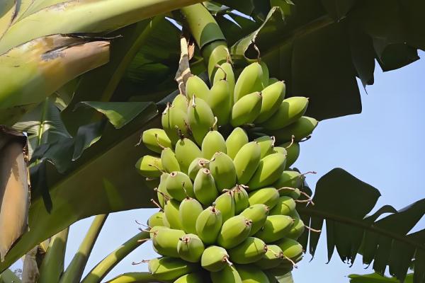 芭蕉和香蕉有什么区别，外形、颜色、味道都不同
