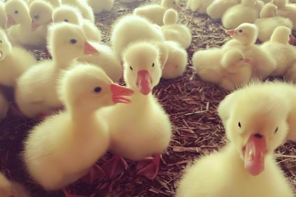 避免小鹅聚堆的方法，可采取驱赶、提高室温等措施