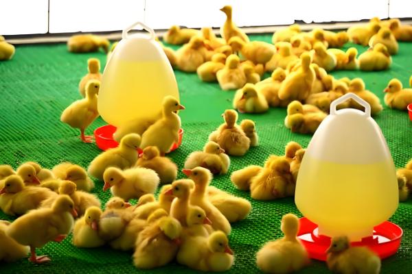 避免小鹅聚堆的方法，可采取驱赶、提高室温等措施