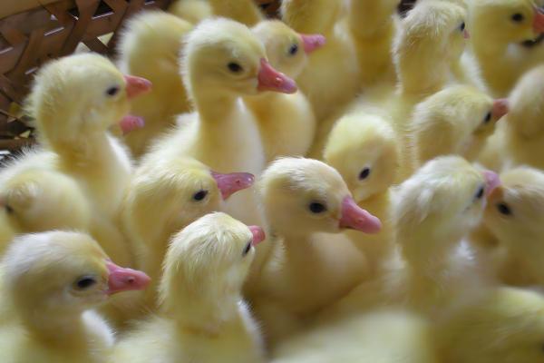 避免小鹅聚堆的方法，可采取驱赶、提高室温等措施