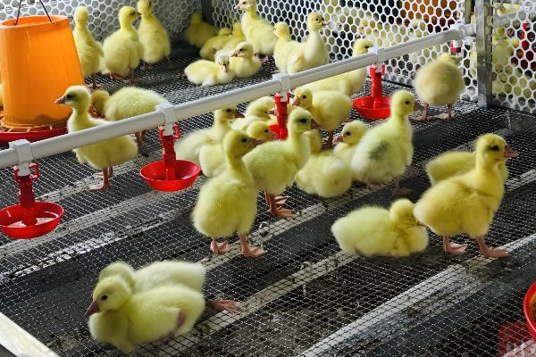 避免小鹅聚堆的方法，可采取驱赶、提高室温等措施