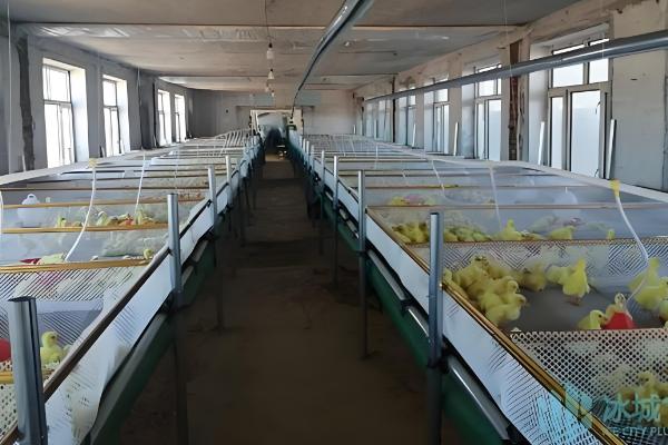 避免小鹅聚堆的方法，可采取驱赶、提高室温等措施