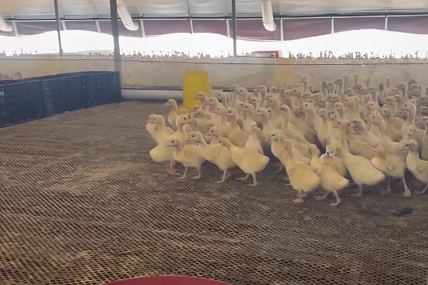 避免小鹅聚堆的方法，可采取驱赶、提高室温等措施