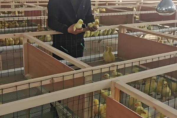 避免小鹅聚堆的方法，可采取驱赶、提高室温等措施