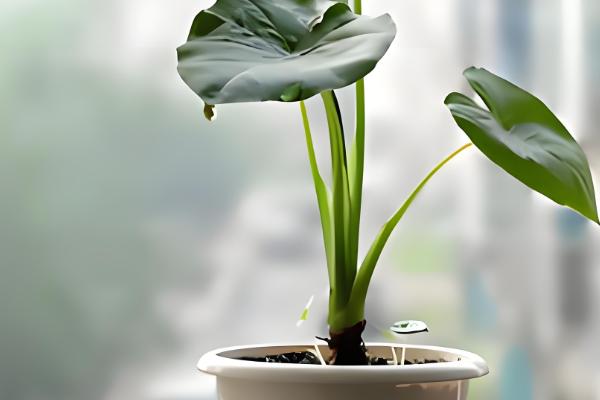 滴水观音放什么位置好，可以放在阳台、客厅等位置