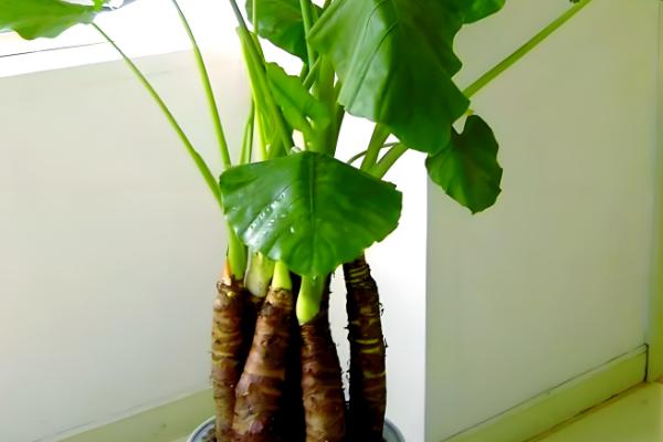 滴水观音放什么位置好，可以放在阳台、客厅等位置