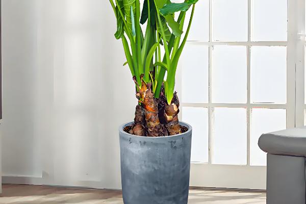 滴水观音放什么位置好，可以放在阳台、客厅等位置