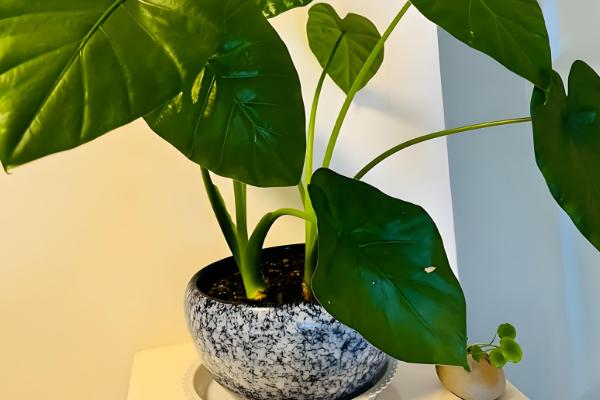 滴水观音放什么位置好，可以放在阳台、客厅等位置