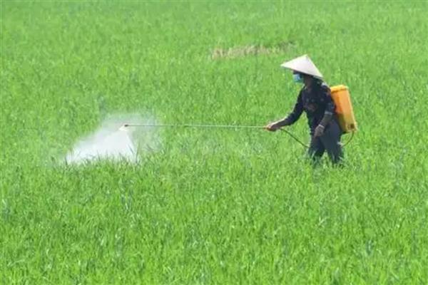 使用枯草芽孢杆菌要注意什么，兑水激活后的效果比直接撒施更好