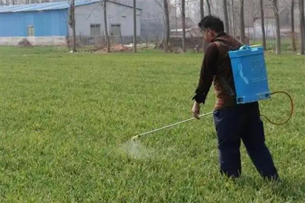 使用枯草芽孢杆菌要注意什么，兑水激活后的效果比直接撒施更好