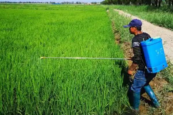 使用枯草芽孢杆菌要注意什么，兑水激活后的效果比直接撒施更好