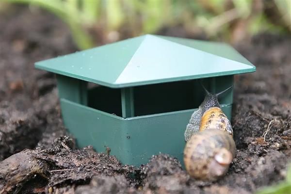 哪些药物可以杀蜗牛，四聚乙醛、速灭·硫酸铜等药物都有良好的防效