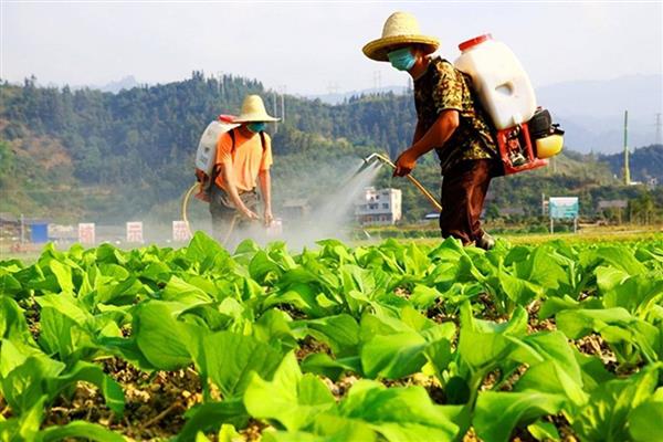 哪些药物可以杀蜗牛，四聚乙醛、速灭·硫酸铜等药物都有良好的防效