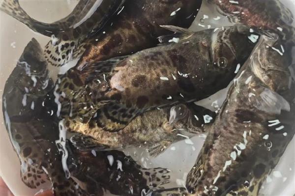 桂鱼为什么比鲈鱼贵，其养殖成本要高