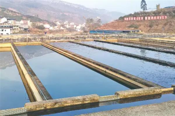 桂鱼为什么比鲈鱼贵，其养殖成本要高