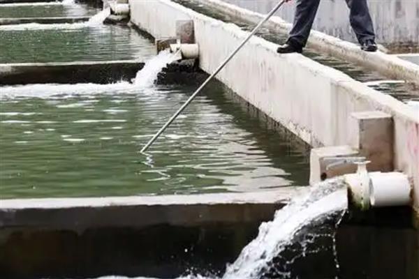 桂鱼为什么比鲈鱼贵，其养殖成本要高