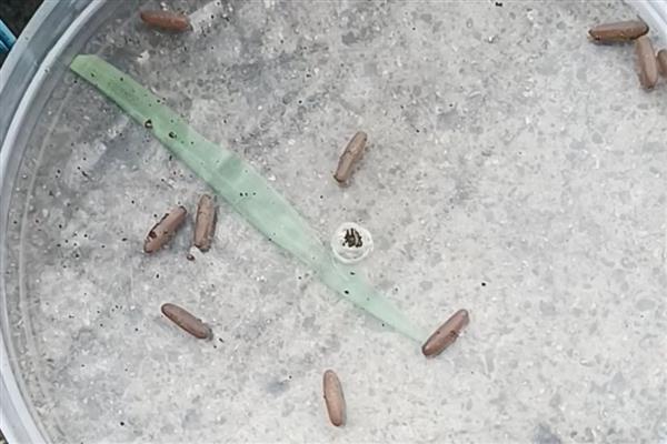 蝈蝈卵几天可以孵化出小蝈蝈，要根据气温决定