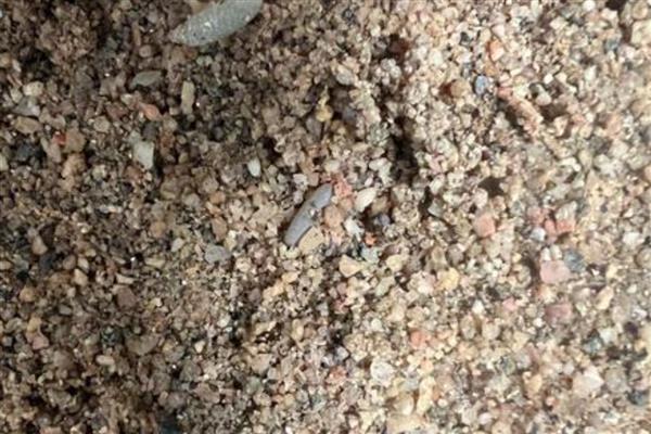 蝈蝈卵几天可以孵化出小蝈蝈，要根据气温决定